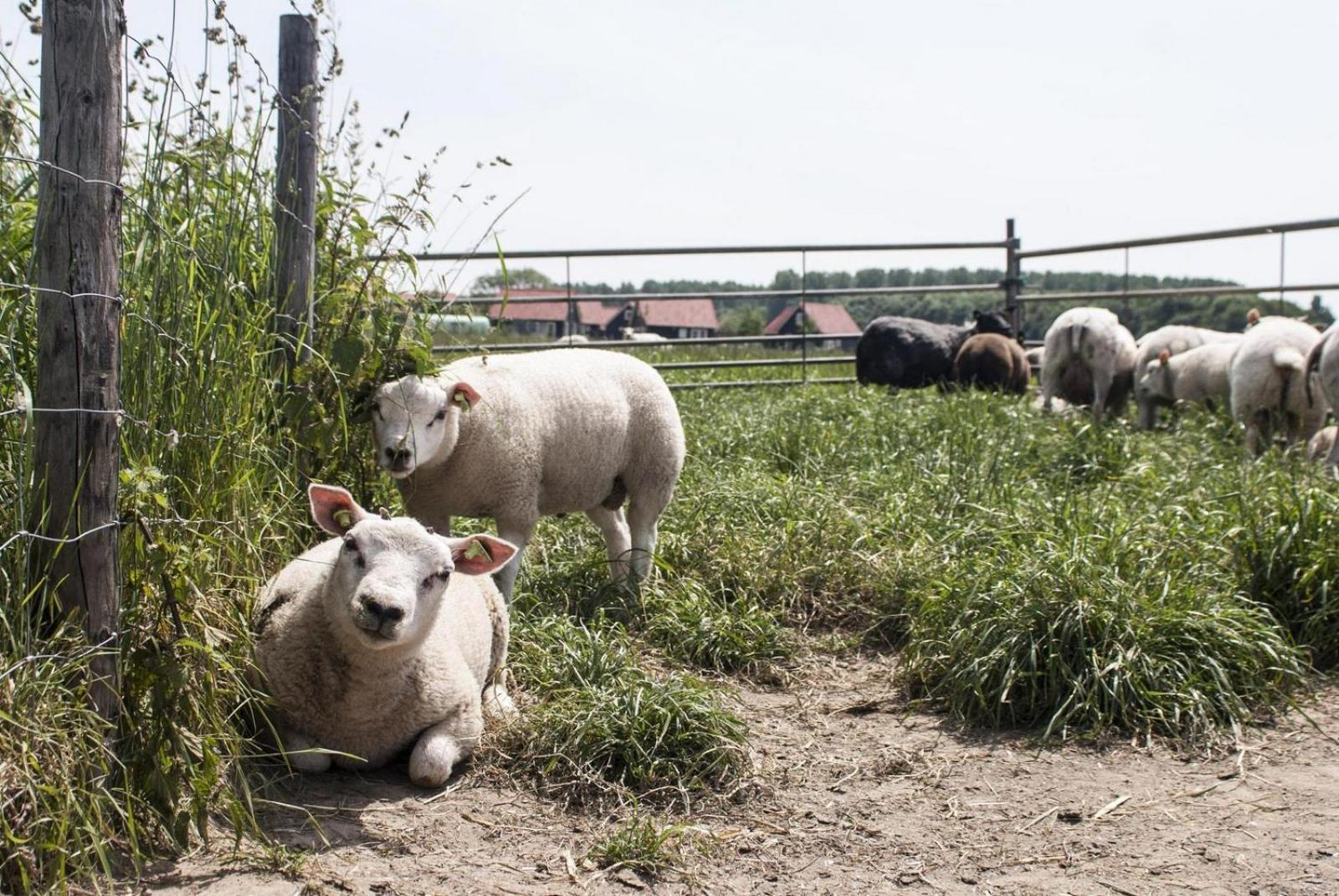 5-persoons Zeeuwse